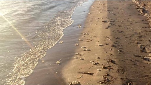 Εκατοντάδες μέδουσες ξεβράστηκαν στην παραλία Πλατύ της Λήμνου